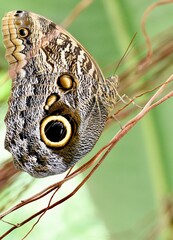 butterfly on leaf