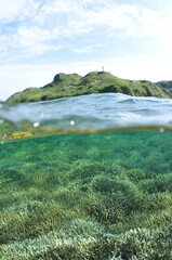 石垣島北部のサンゴ礁