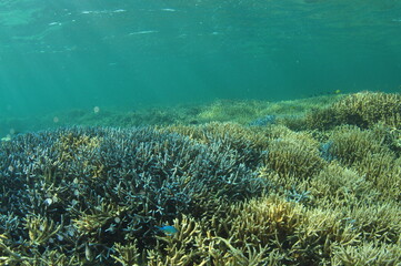 Fototapeta na wymiar 石垣島北部のサンゴ礁
