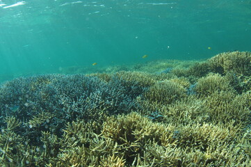 Naklejka na ściany i meble 石垣島北部のサンゴ礁