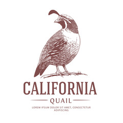 California Quail Vintage Logo. State Bird Drawing