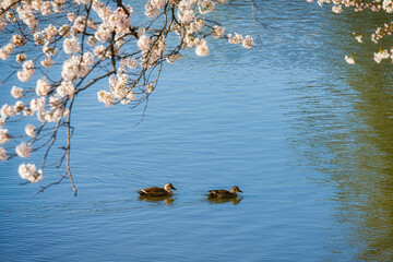 美しい咲いている満開の桜と池で泳ぐ鴨のつがいの風景
