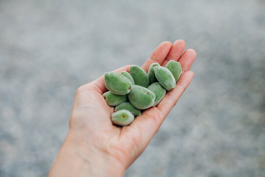 woman's hand with fresh unripe almonds on gray background. Fresh raw green almond nuts. Top view.