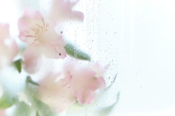 Fototapeta na wymiar Summer aesthetics lilac rose flowers in water. Drops and blobs pattern background concept with copyspace. Abstract floral aesthetic. Artistic flower.