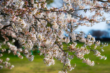 快晴の春の日に桜が満開に咲いている風景