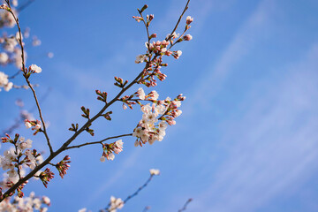 快晴の春の日に桜が満開に咲いている風景
