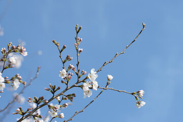 快晴の春の日に桜が満開に咲いている風景