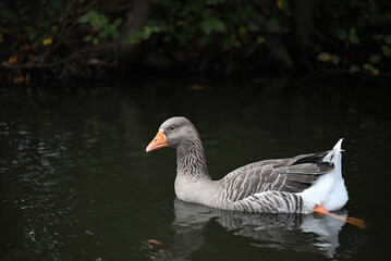 Naklejka na ściany i meble Greylag goose swimming in a lake, with dark plant-covered shore in the background