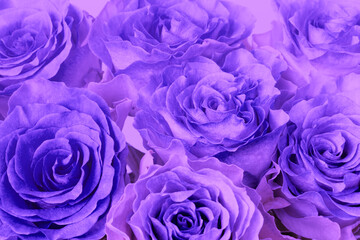 Roses floral textured background in blue colors.
