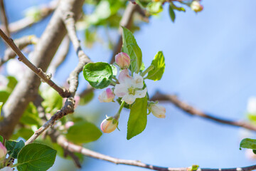 Close up of Tight cluster and Pink Bud growth stages on apple tree