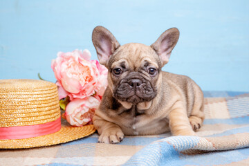 cute little french bulldog puppy with spring flowers on blue background, cute pet concept