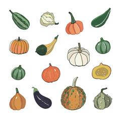 Vegetables pumpkin vector hand drawn illustrations set