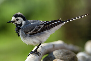 Naklejka premium The white wagtail stands on a stick near the stones. Czechia. Europe. 