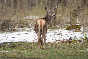 Deer standing in a forest