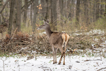 Deer standing in a forest