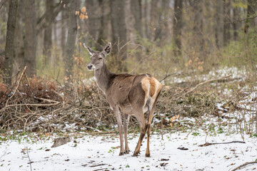 Deer standing in a forest