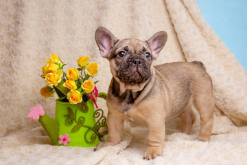 cute little french bulldog puppy with spring flowers on beige background, cute pet concept