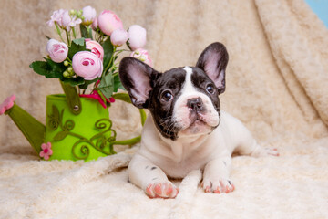 cute little french bulldog puppy with spring flowers on beige background, cute pet concept