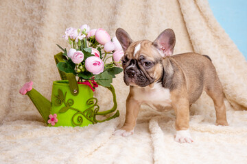 cute little french bulldog puppy with spring flowers on beige background, cute pet concept