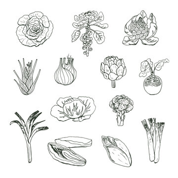 Vegetables vector hand drawn illustrations line set