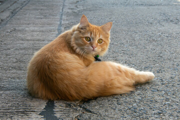 Yellow cat lying on concrete floor, Looking at space with blurred background.