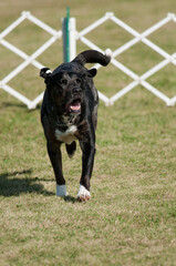 Black dog running towards camera at obedience trial