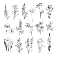 Garden flowers vector hand drawn illustrations line set
