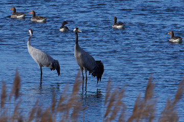 Kraniche im Frühjahr in der Oberlausitz	