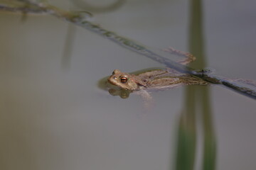 Toad in the breeding season in a pond