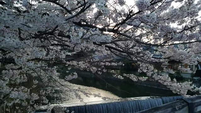 Kyoto, Japan, cherry blossoms, spring, beautiful scenery, sightseeing spots 京都嵐山川と桜　スローモーション