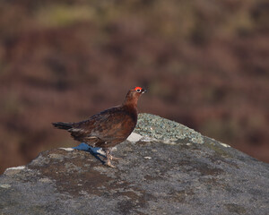Male Red grouse perched on a rock.