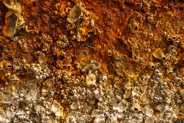 Boat hull, yacht and ship texture. Rust shells pattern
