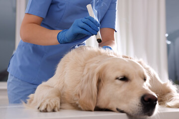 Veterinary holding moxa stick near cute dog in clinic, closeup. Animal acupuncture treatment - obrazy, fototapety, plakaty