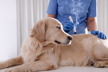 Veterinary holding moxa stick near cute dog in clinic, closeup. Animal acupuncture treatment - obrazy, fototapety, plakaty