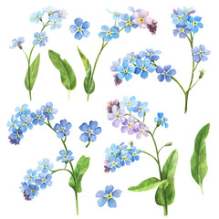 Watercolor spring flowers - forget me nots. Set of flowers, botanical illustration