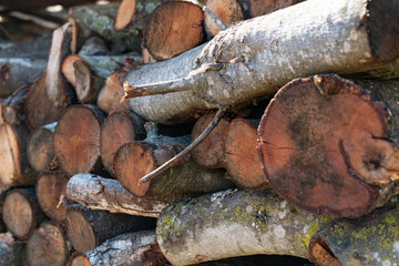 Fototapeta premium pile of logs for firewood