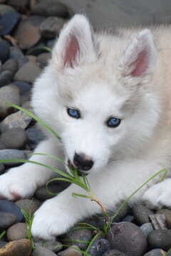 siberian husky puppy eating a grass.