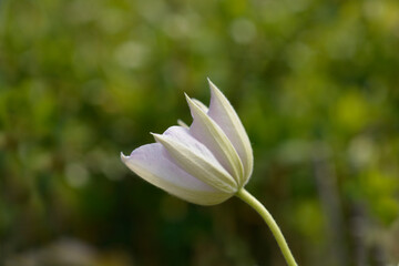 Fototapeta premium Clematis Miss Bateman