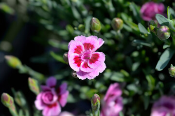 Carnation Pink Kisses