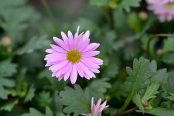 Fototapeta premium Swan River Daisy Fresco Candy