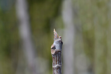 Fig Tree Brogiotto Nero