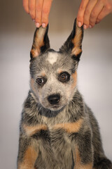 Little australian cattle dog heeler puppy 