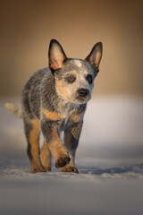 Little australian cattle dog heeler puppy 