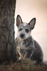 Little australian cattle dog heeler puppy 