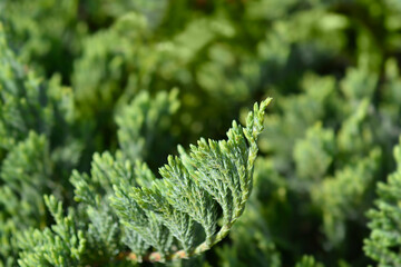 Creeping juniper Blue Chip