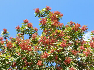 A mastic tree, or Pistacia lentiscus, with fruit, in Attica, Greece