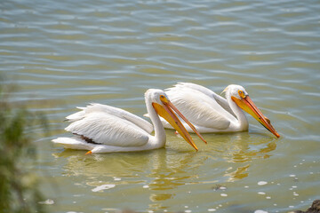 A pair of American white pelicans swim in the lake. 