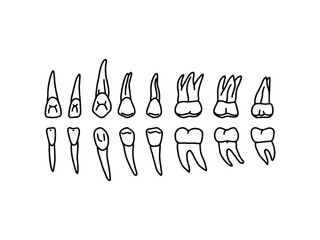Human lower and upper jaw teeth. Outline, anatomical, hand drawn illustration on white background. Vector Stock.