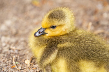 Close-up of Canadian Gosling. Wildlife photography.