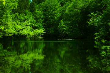 泉の森